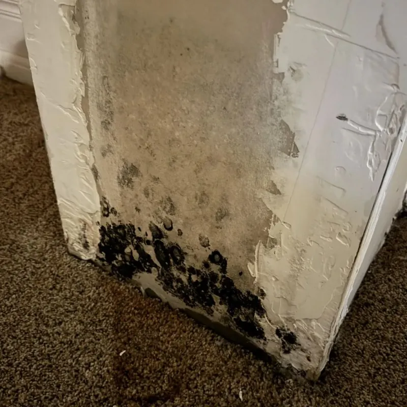 Professional Mold Removal in Jefferson County, ID